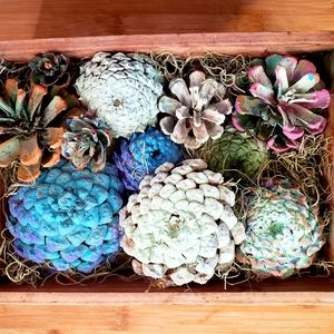 Succulent display handcrafted from pinecones new